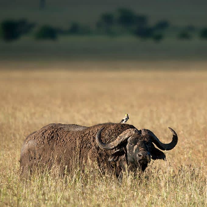 Serengeti