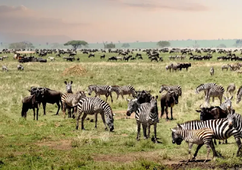 Serengeti national park