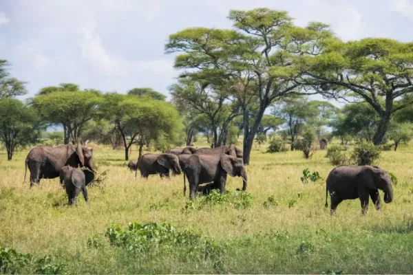 amboseli national park