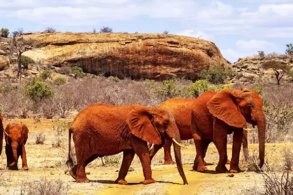 tsavo east national park